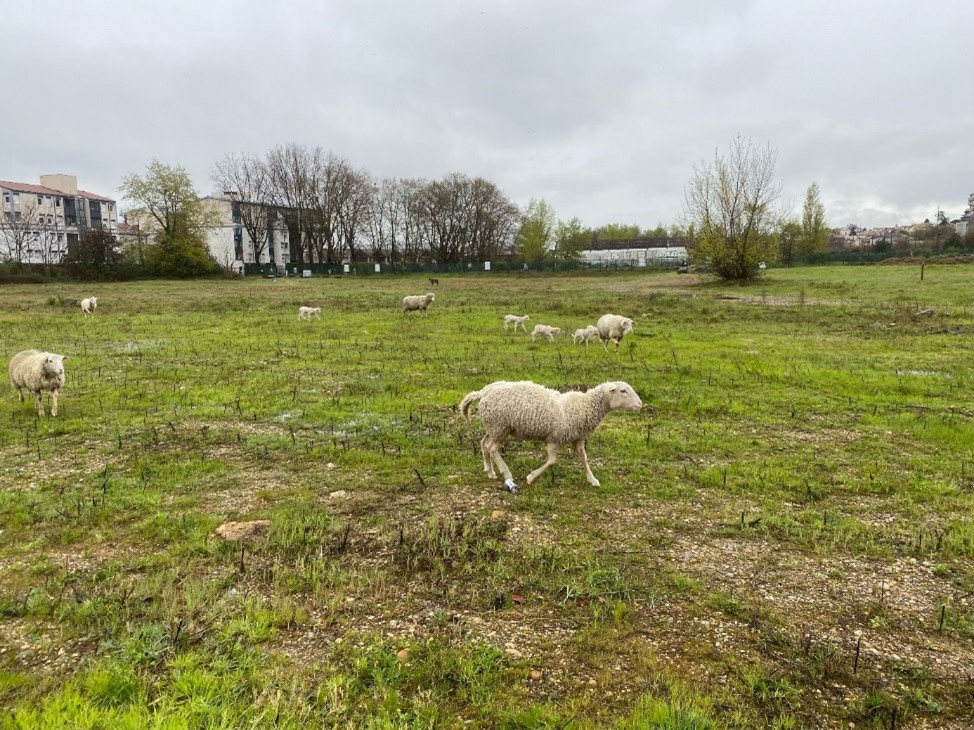 Pour la joie de petits et grands, les moutons sont de retour !